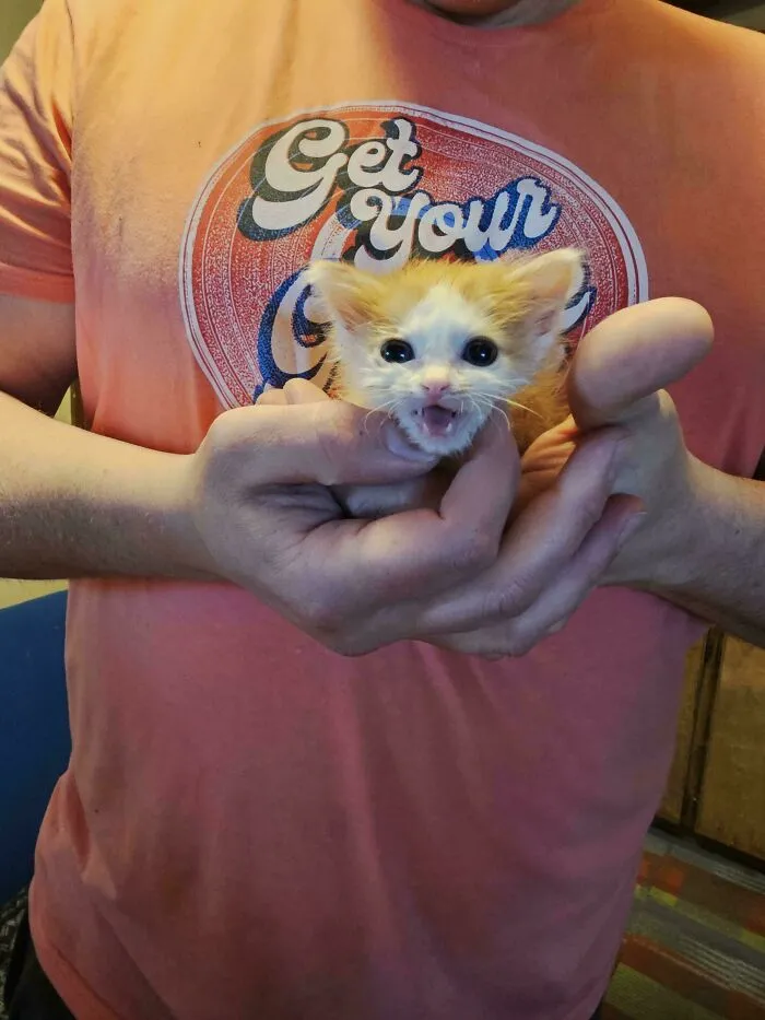 Small orange and white kitten meowing loudly while held gently by a person in a coral shirt, showcasing cats born to scream.