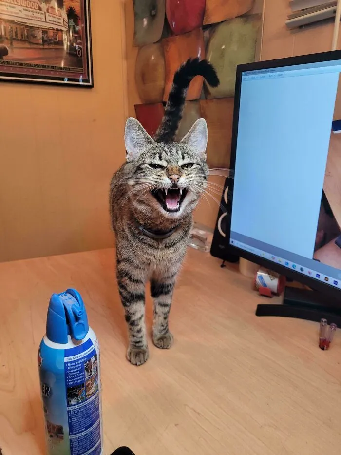 Tabby cat mid-meow on desk near computer monitor, showing expressive face and raised tail in home office setting.