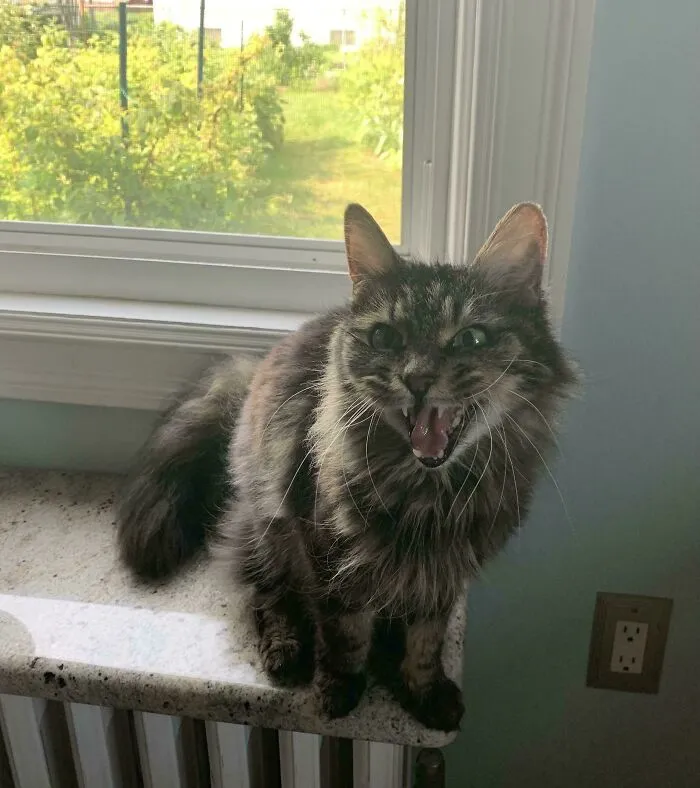 Fluffy tabby cat sitting on a windowsill with mouth open wide, appearing to scream or meow loudly indoors.