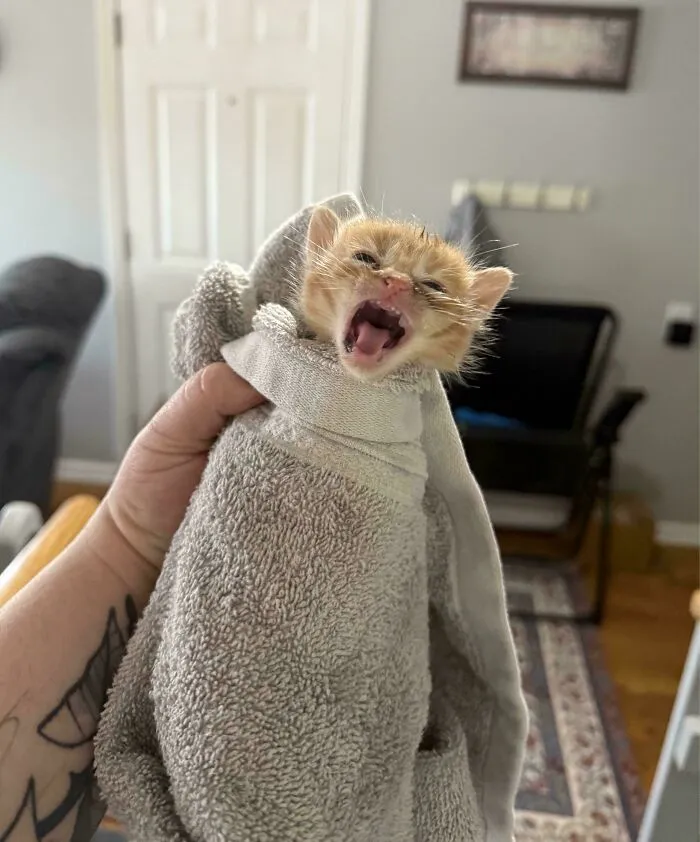 Chicken Nugget Had Strong Opinions About His First Bath