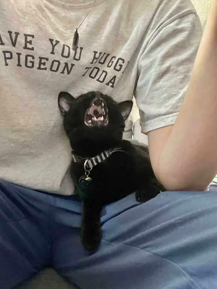 Black cat with open mouth meowing loudly while sitting on a person's lap, showing its teeth and tongue.