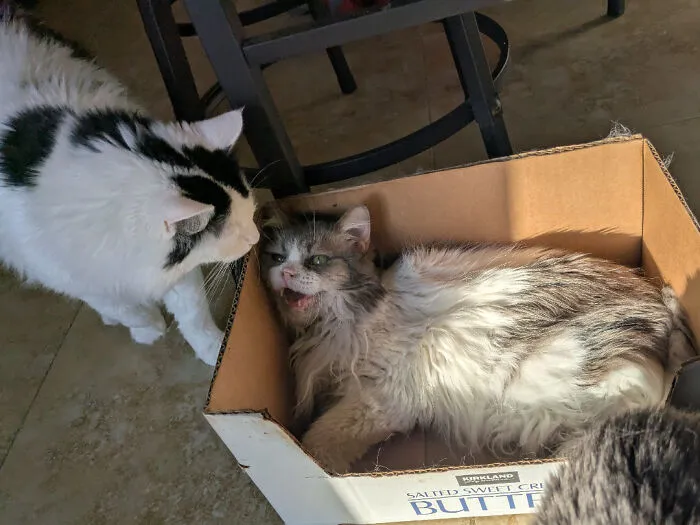 Two cats interacting, one meowing loudly while lying in a cardboard box, showcasing cats who couldn't keep their meows.