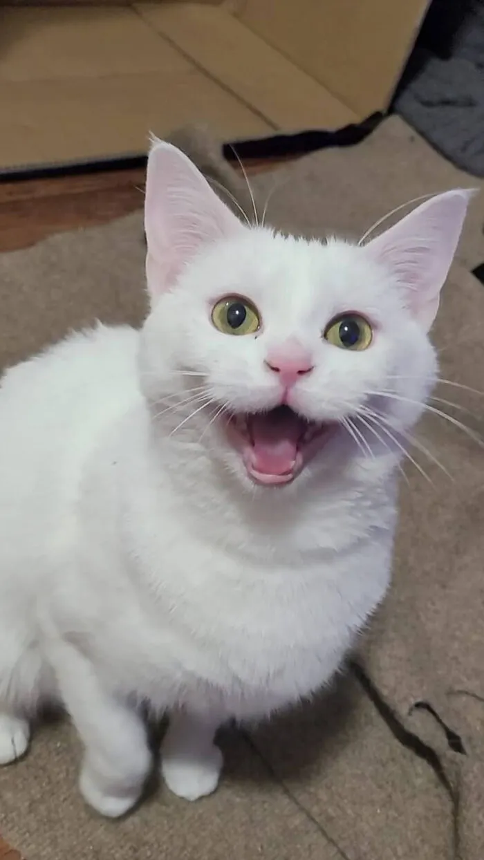 Mid Throw-The-Toy Yell