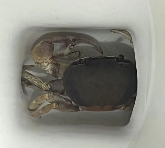Crab trapped inside a narrow white container, showcasing a terrifying moment nature stopped people in their tracks.