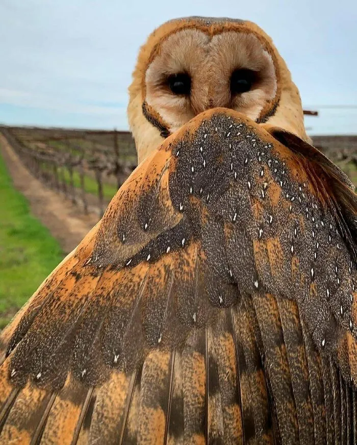 🔥 Barn Owls 🔥