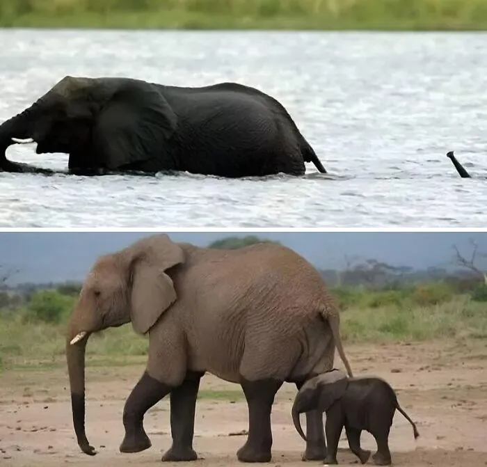 A Baby Elephant Crosses The River With Mom