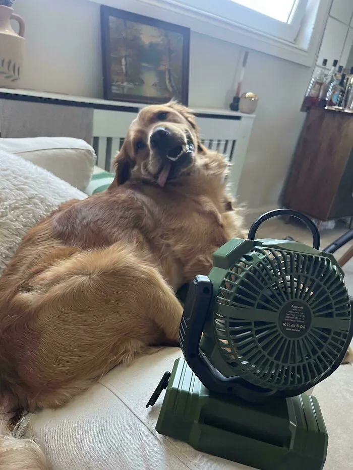 La reciente ola de calor en Escocia sin aire acondicionado ha hecho que Otis haya aprendido que el ventilador no da miedo y ahora es una de sus cosas favoritas