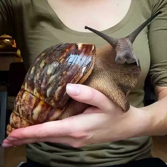 Caracol africano