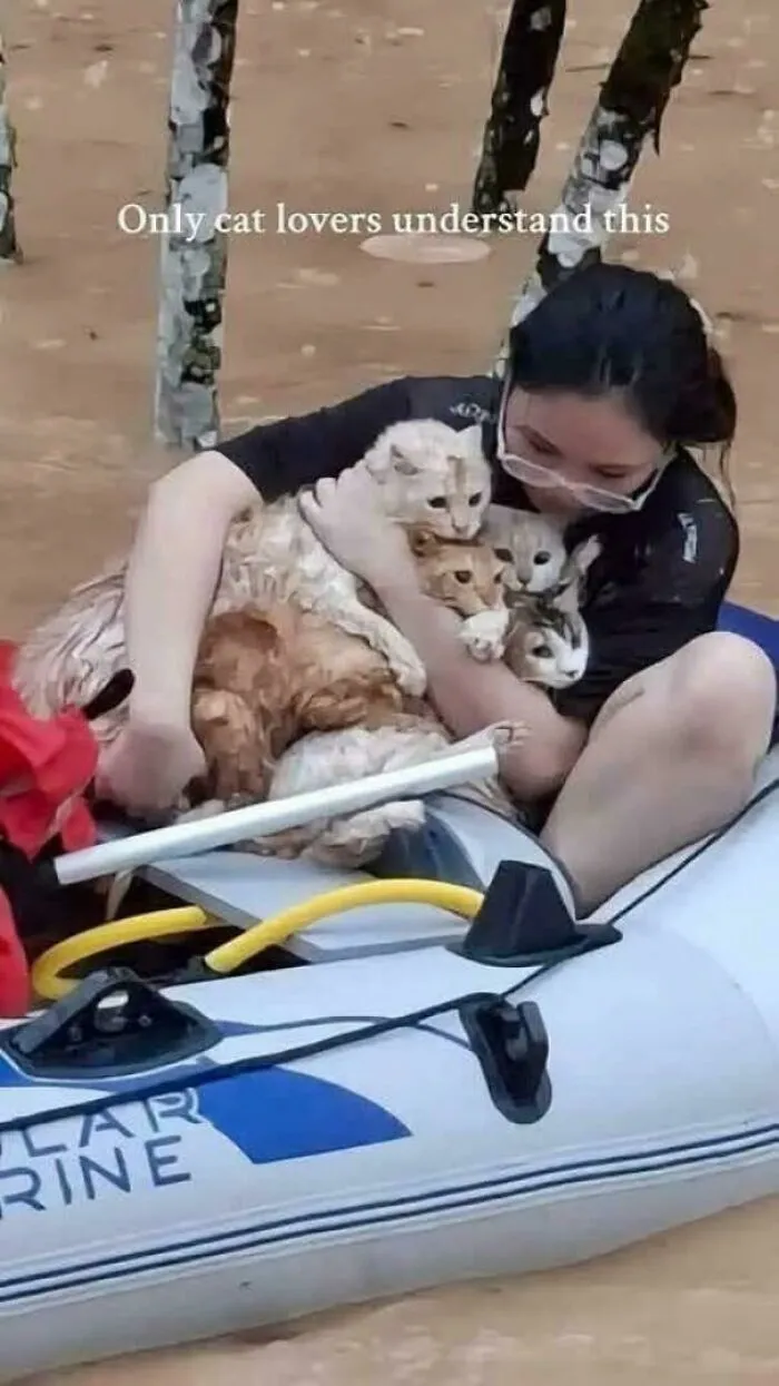This Woman Saved All Her Cats In The Floods In The Philippines