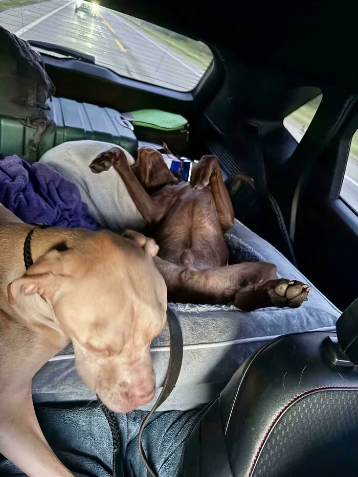 Took A Road Trip With Our New Rescue Pup This Weekend. We Were Slightly Worried That He Would Be Too Hyper In The Car But This Was Him 20 Minutes In