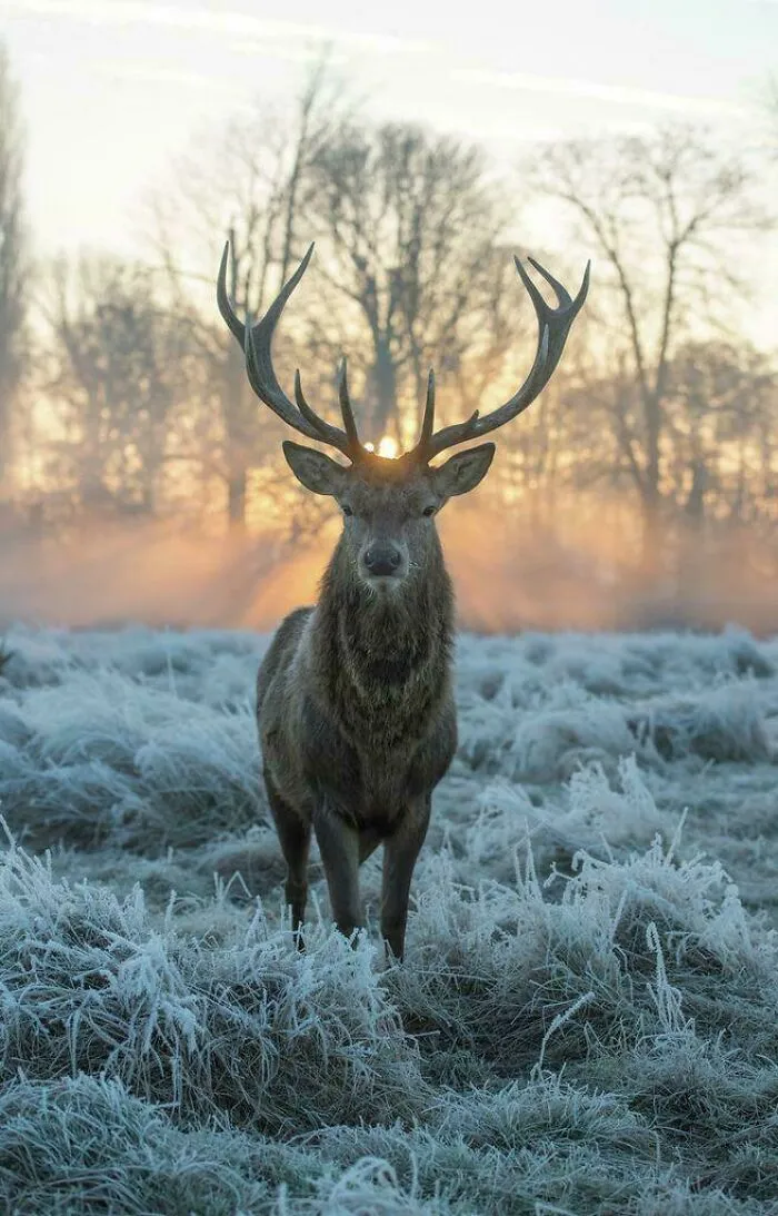 🔥 Red Deer On A Frosty Morning
