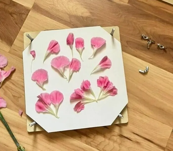 Preserve The Beauty Of Nature With A <a Style="Display:inline;" Href="Https://Www.amazon.com/Flower-Press-Kit-Botanical-Enthusiasts/Dp/B094mwb6gf?ie=utf8&linkcode=ll1&tag=bpaxolotl-20&linkid=7567cb590e56cddf5c0e9f04827b8cc8&language=en_us&ref_=as_li_ss_tl" Target="_blank"><span Style="Font: Inherit; Color: #d74b1f;"> Flower Pressing Kit </Span>, A Delicate Art Form That Lets You Capture The Essence Of Blooms Forever