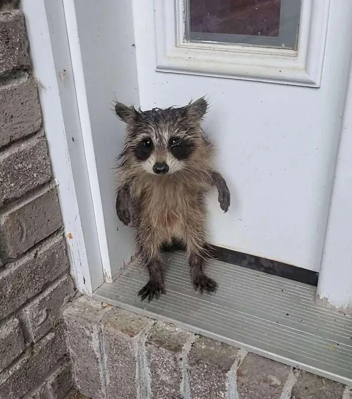 Un bebé mapache espera solo en la puerta a que alguien lo vea