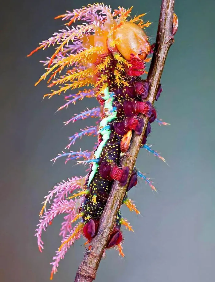 Oruga