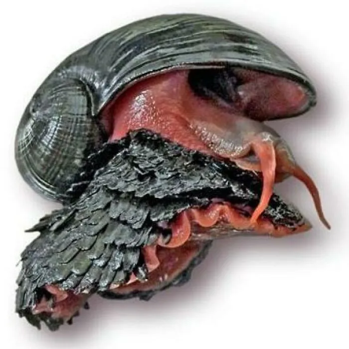 Los caracoles volcánicos son una especie peculiar. Sus caparazones están hechos de sulfuros de hierro y viven cerca de fuentes hidrotermales que pueden alcanzar temperaturas de hasta 750 grados Fahrenheit.