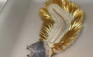 “Darn Nature You Scary”: 50 Times Nature Made People Go “Nope”