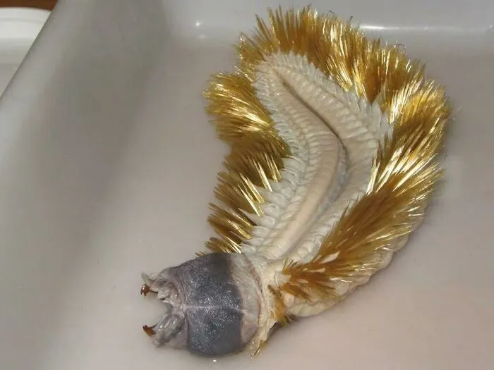 The Antarctic Scale Worm
