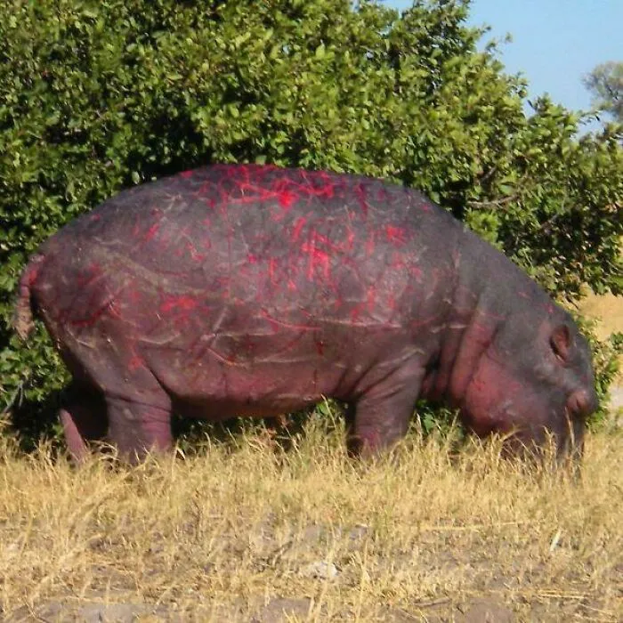 Hipopótamo con marcas rojas en su piel cerca de arbustos, una de las creaciones de la madre naturaleza que nos han dado miedo.