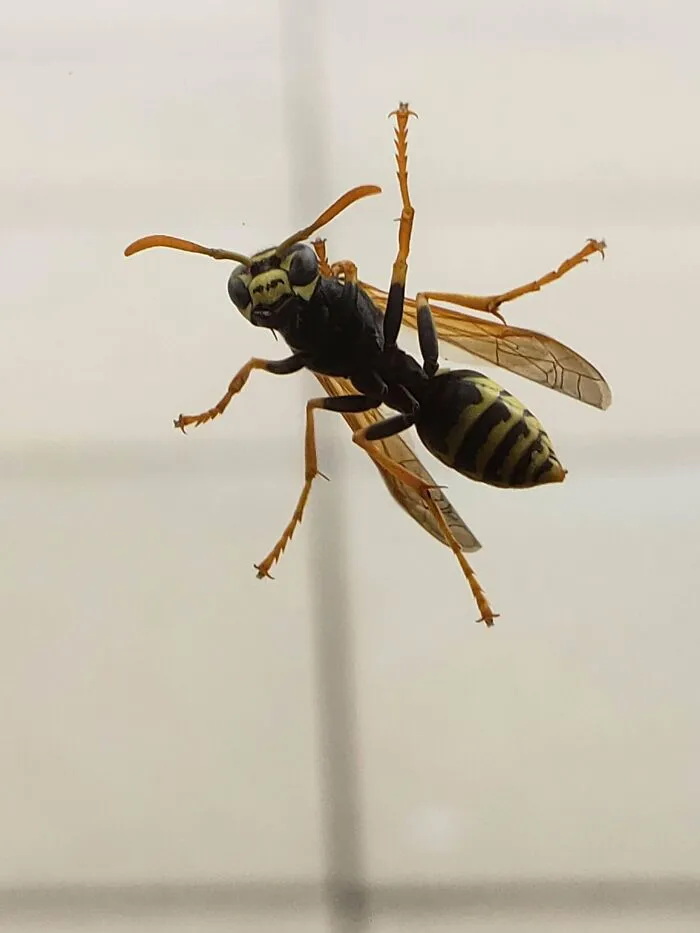 Tomé esta foto en el trabajo. La avispa estaba al otro lado del cristal. Me pareció genial.