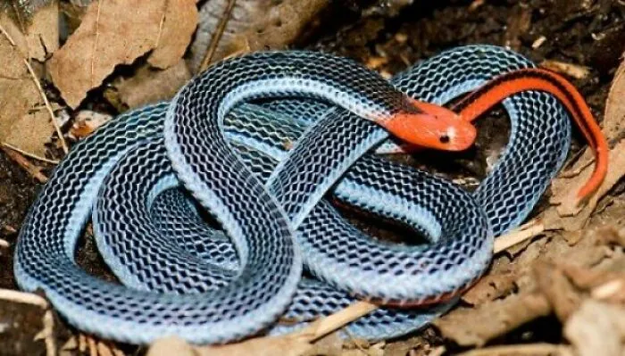 Serpiente con cabeza roja y cuerpo azul entre hojas secas, una creación de la madre naturaleza que da miedo.