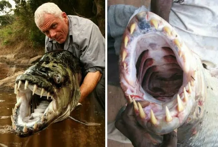 Pez con grandes dientes y mandíbula abierta, una de las creaciones de la madre naturaleza que generan miedo.