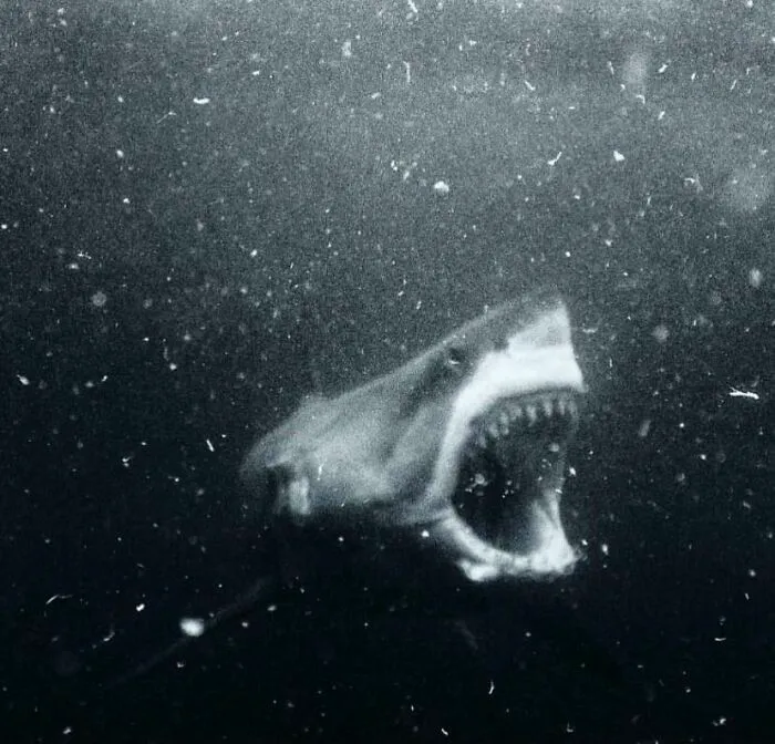 Una imagen en blanco y negro de un gran tiburón blanco