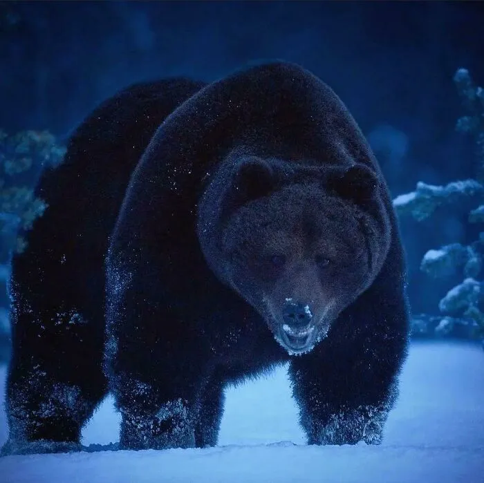 Mirar fijamente a un oso pardo de esa manera es lo más parecido a mirar a la muerte a los ojos.
