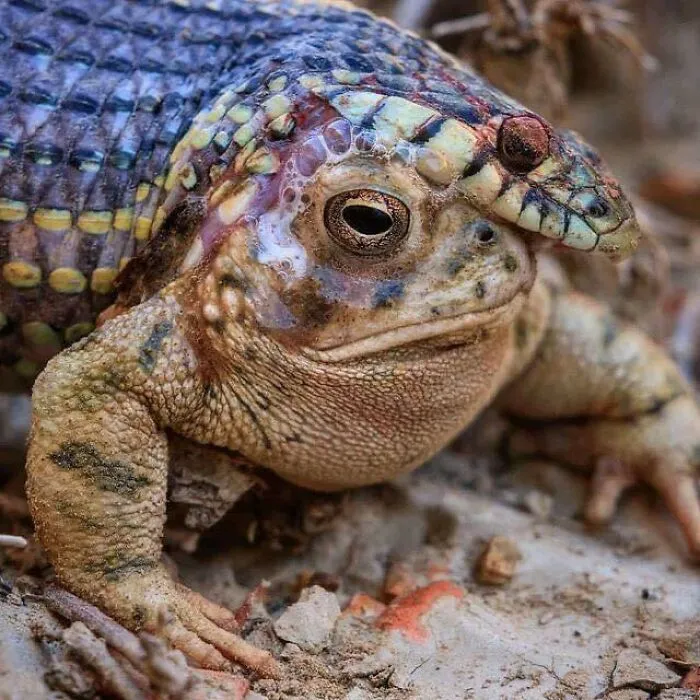 Una serpiente muere tras intentar comer un sapo venenoso. El sapo no parece impresionado.