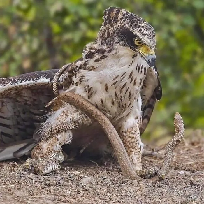 Águila crestada enredada con una serpiente