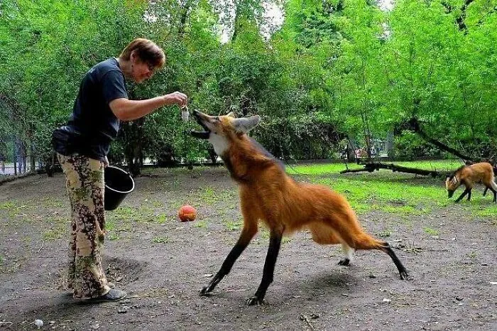 Así que estas cosas aterradoras existen. Lobo de crin