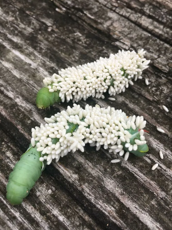 Orugas verdes cubiertas de larvas blancas en madera, una de las creaciones de la madre naturaleza que nos han dado miedo.