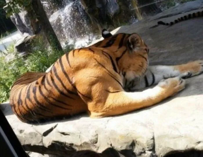 Los músculos de un tigre macho adulto