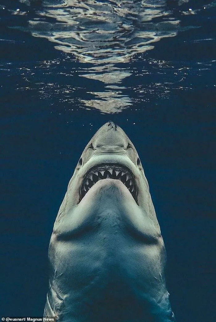 Un fotógrafo captó la imagen de "Tiburón" en la vida real