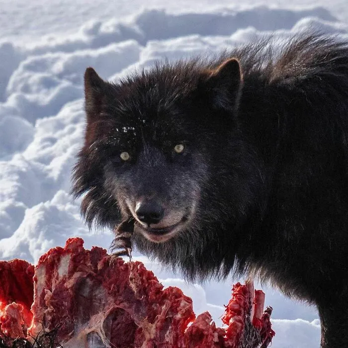 Un lobo negro devorando costillas de bisonte en el Parque Nacional de Yellowstone