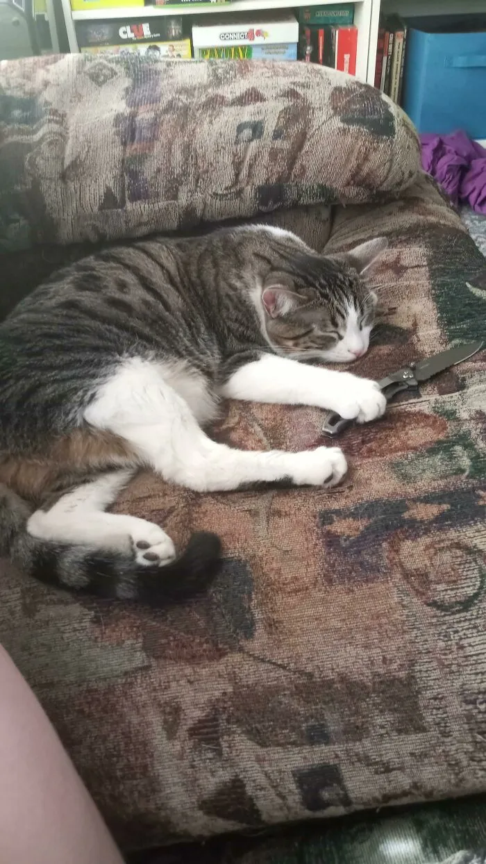 Oh F**k Danger Cat