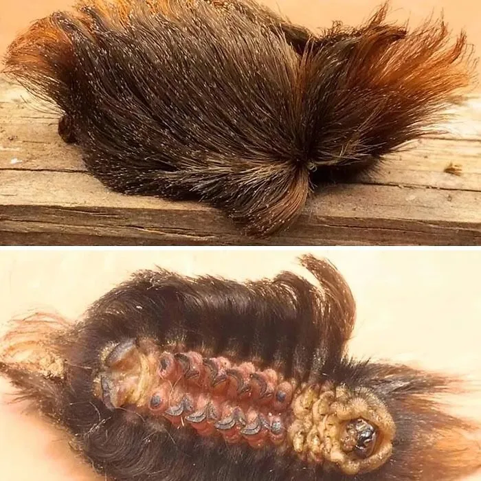 Esto no es un mechón de pelo: es una de las orugas más venenosas de Estados Unidos: la oruga peluche