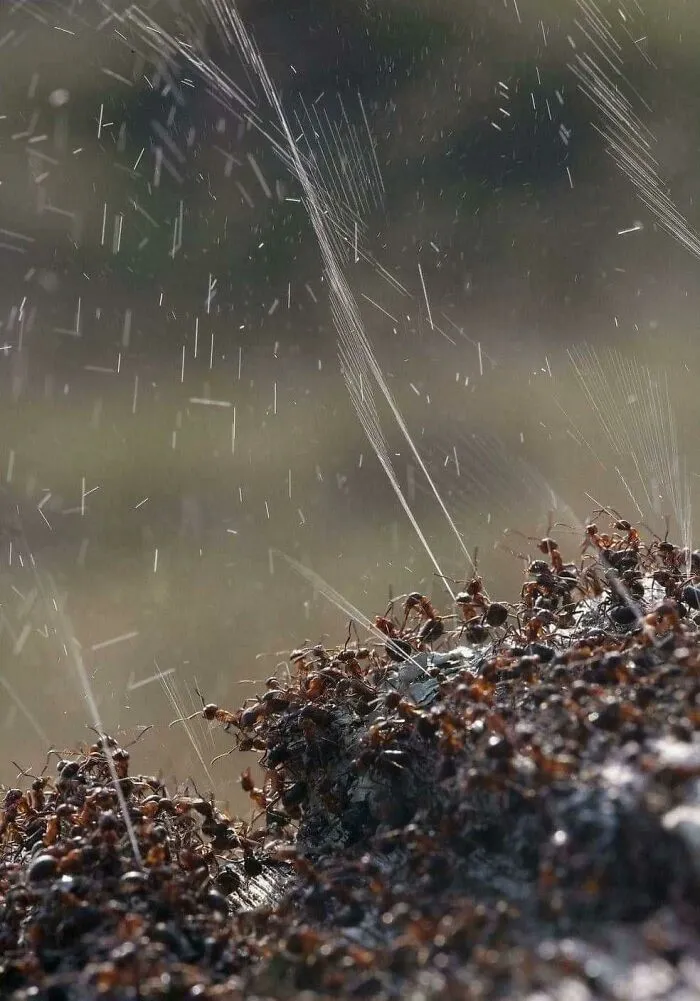 Hormigas lanzando ácido a un enemigo