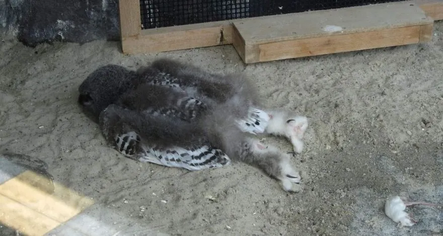Young Snow Owls Sleep Scary