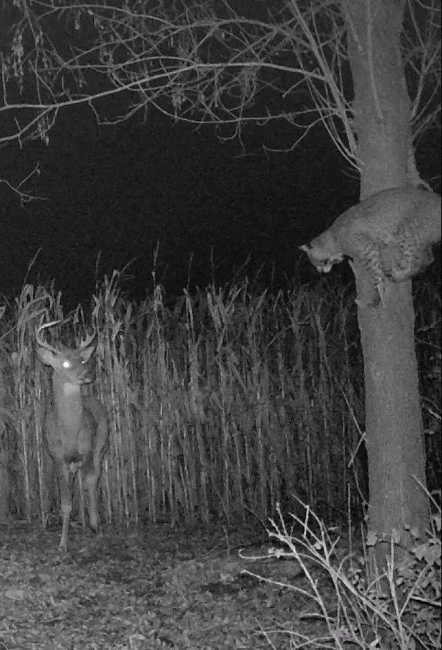 Animal salvaje en la naturaleza nocturna, creando escenas que inspiran miedo en las creaciones de la madre naturaleza.