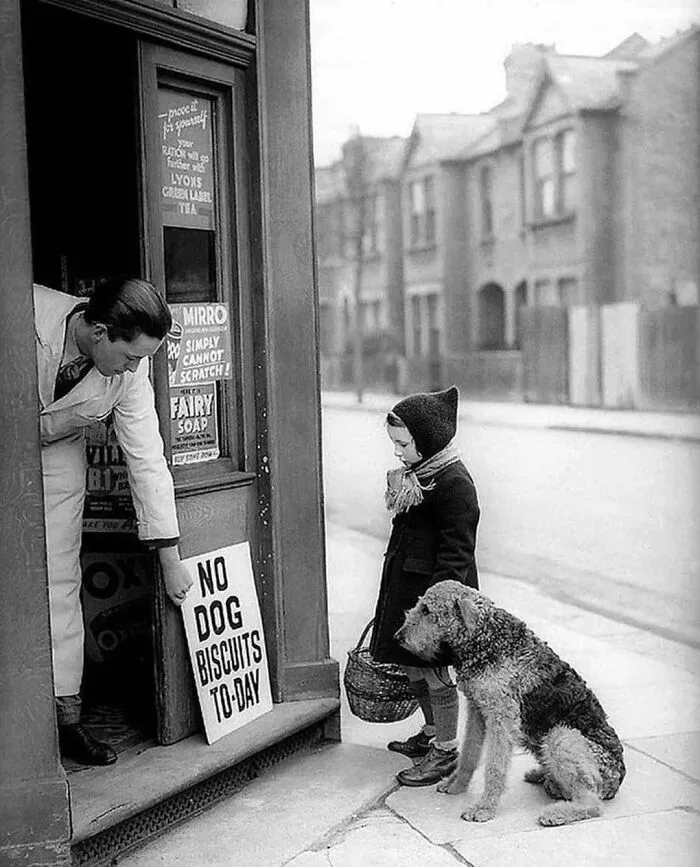 No Dog Biscuits Today. London, UK, 1939