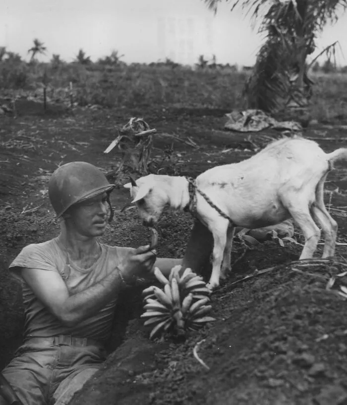 Us Marine 1st Sgt. Neil Shober Feeding Bananas To A Native Goat, Saipan, Mariana Islands, 1944