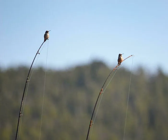 Two Humming Birds Landed At The Same Time On My Rods While Out Fishing!