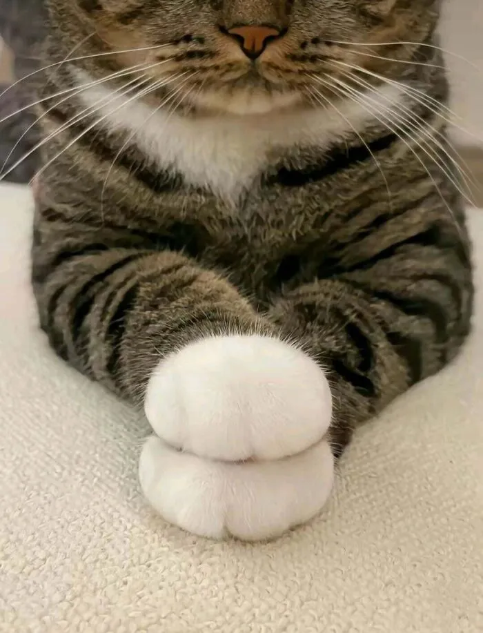 Perfect Paws