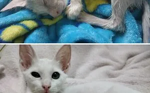 50 Aww-Inducing Pics Of Cats That Are Impossible Not To Enjoy