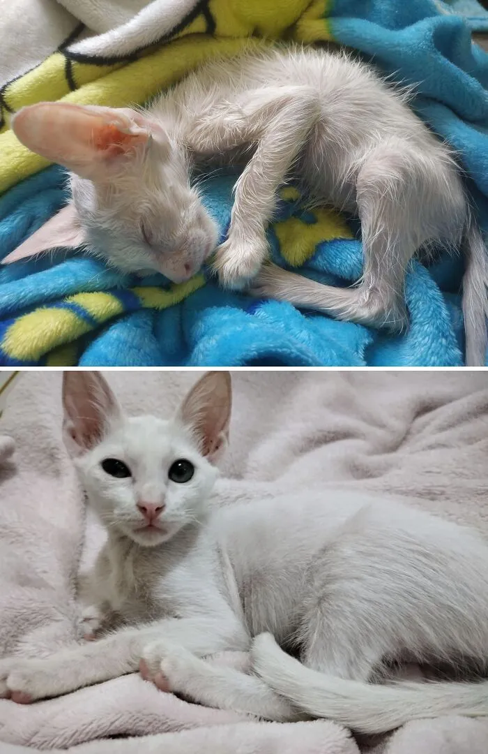1 Month Progress Of Coco, The Kitten Who Was Found Covered In Adhesive