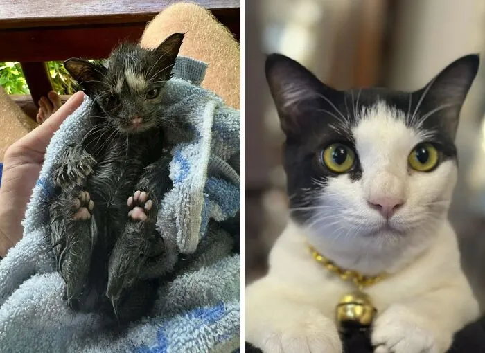 Found Him In Covered In Engine Oil 2 Years Ago, His Name Is Castrol