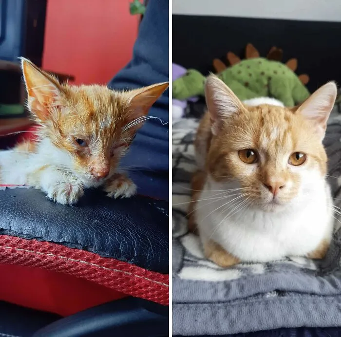 I Found This Little, Dying Fellow On The Street. I’d Never Had A Cat Before, But I Couldn’t Just Leave Him There. So I Took Him With Me — First Home, Then To The Vet. And… It’s Been Almost Two Years Since I Got Myself A Loving, Four-Legged Friend