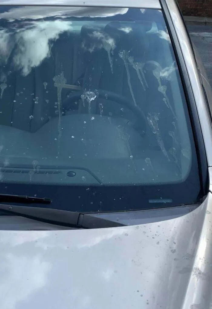 Neighbor Threw Chemicals On My Car Because I Asked Them To Stop Letting Their Dogs P**p On Our Patio