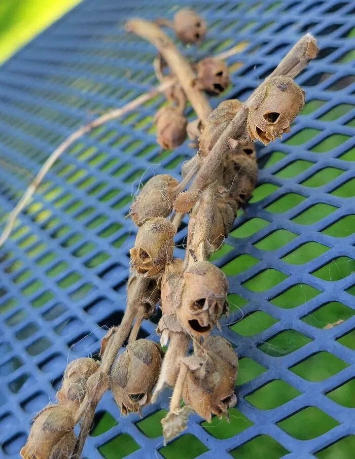 Esta planta seca parece unas almas torturadas