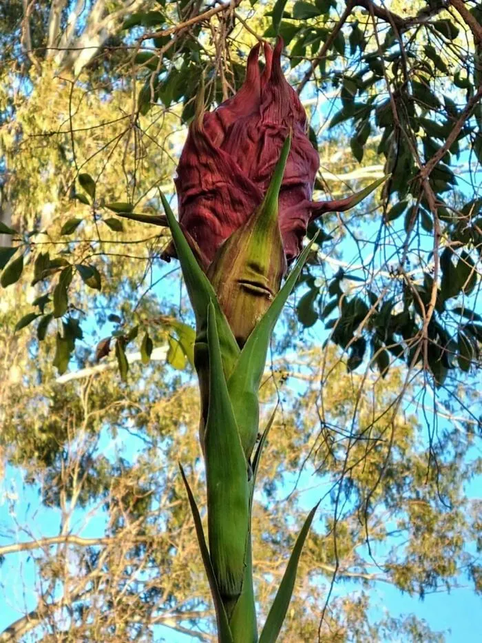 Esta flor con "cara" te vigila